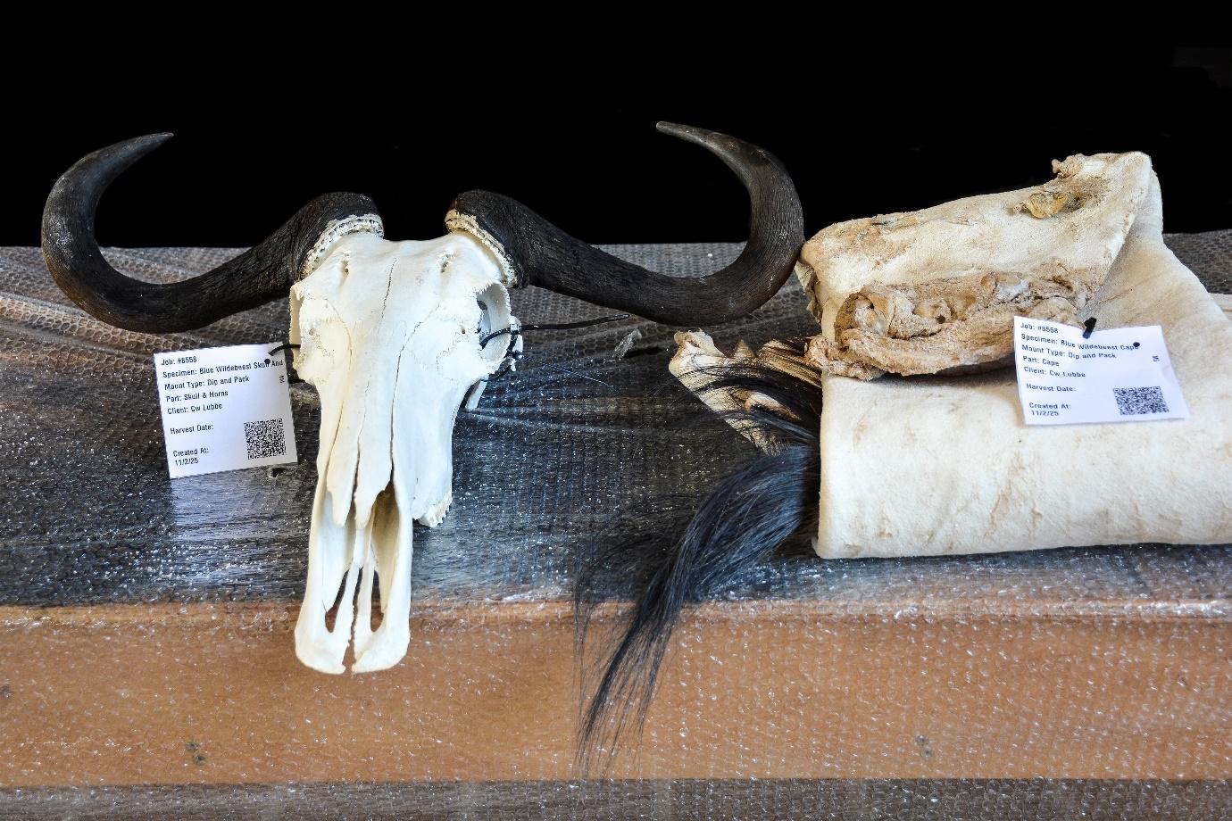 taxidermy - dip and pack