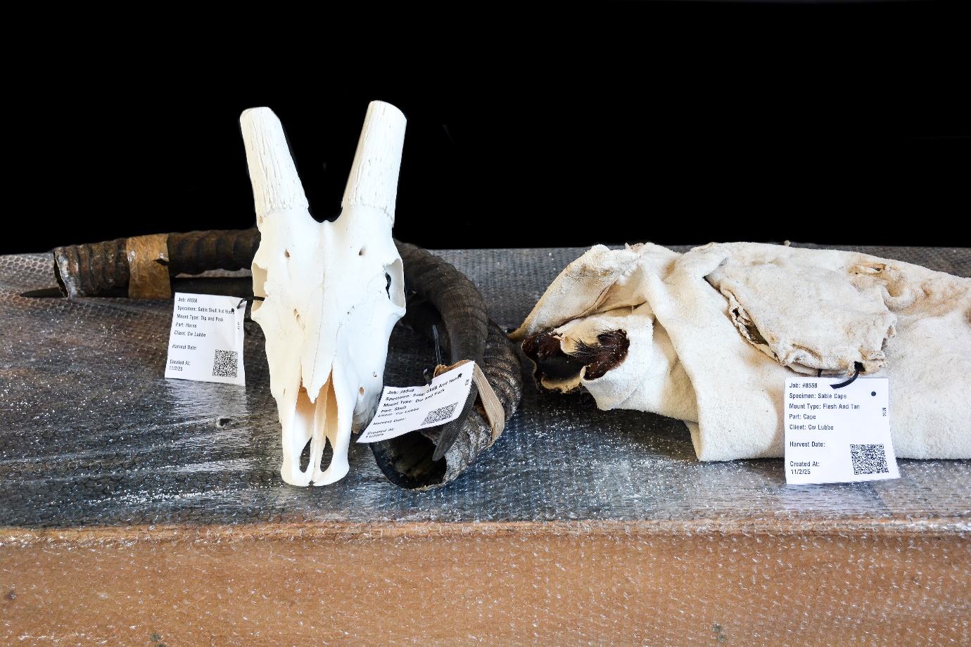 taxidermy - dip and tanned capes