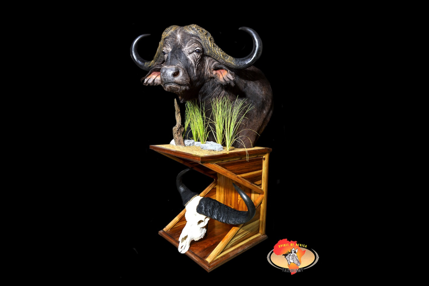 taxidermy - Buffalo
